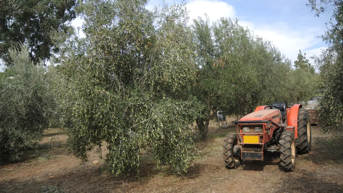 Récolte d'olives