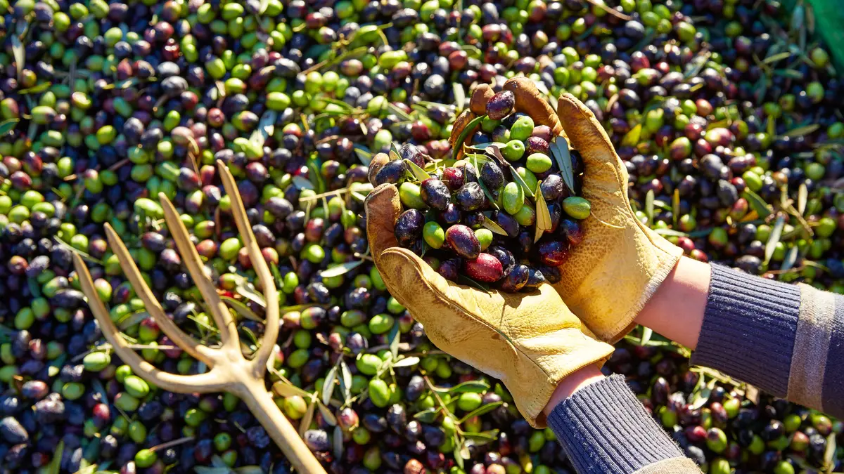 Huile d'olive