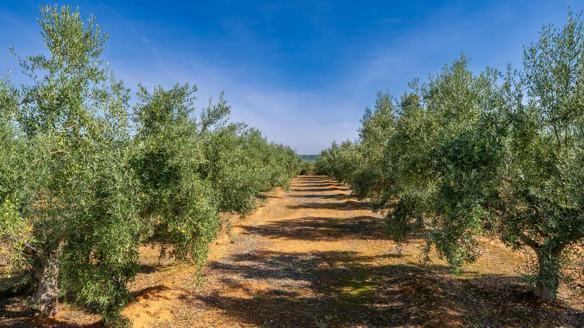 Agriculteurs dans le champ